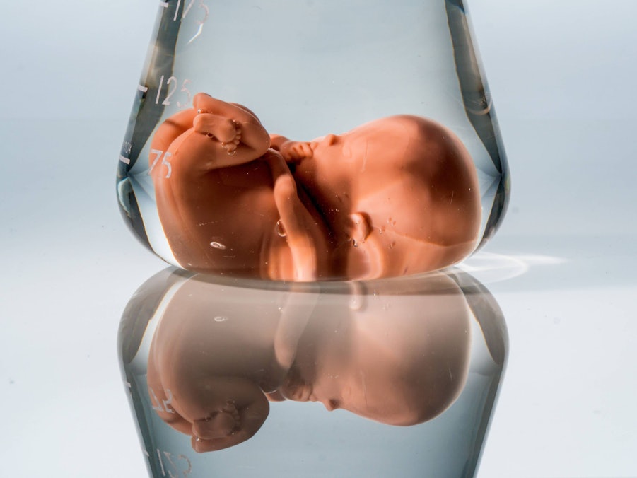 Fötusmodell in Laborglas mit Flüssigkeit