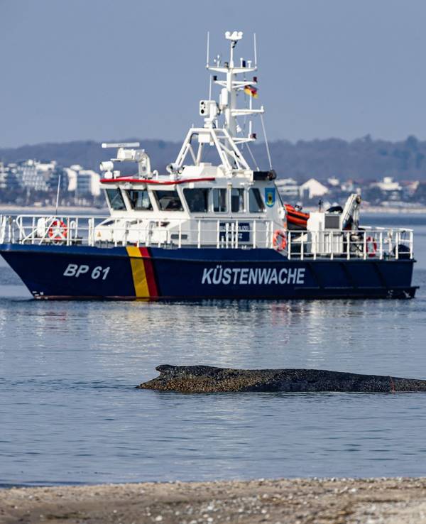Wal an der Ostseeküste gestrandet – Rettung läuft