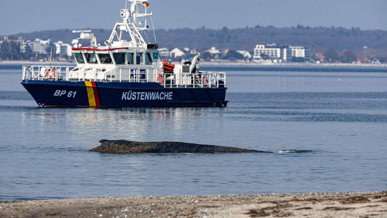 Wal an der Ostseeküste gestrandet – Rettung läuft