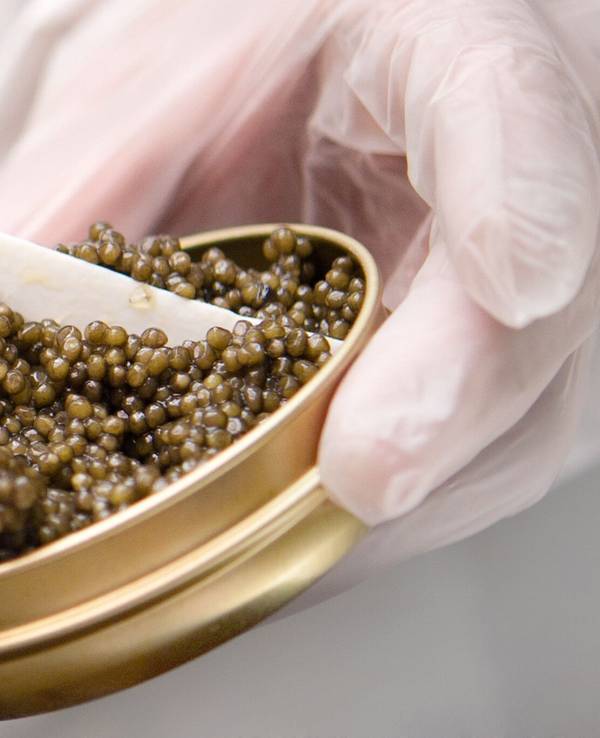 Schrenckii-Kaviar vom Amur-Stör bei «Imperial Caviar» in Berlin