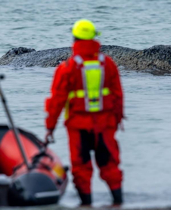 Rettungskräfte beobachten vom Strand aus einen Wal der an der Ostseeküste gestrandet ist. Die Polizei hat das Gelände abgesperrt, um das Tier nicht zu beunruhigen. Die Rettung läuft seit den Morgenstunden.
