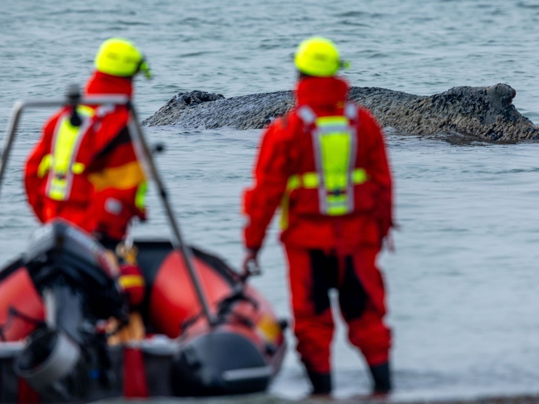 Rettungskräfte beobachten vom Strand aus einen Wal der an der Ostseeküste gestrandet ist. Die Polizei hat das Gelände abgesperrt, um das Tier nicht zu beunruhigen. Die Rettung läuft seit den Morgenstunden.