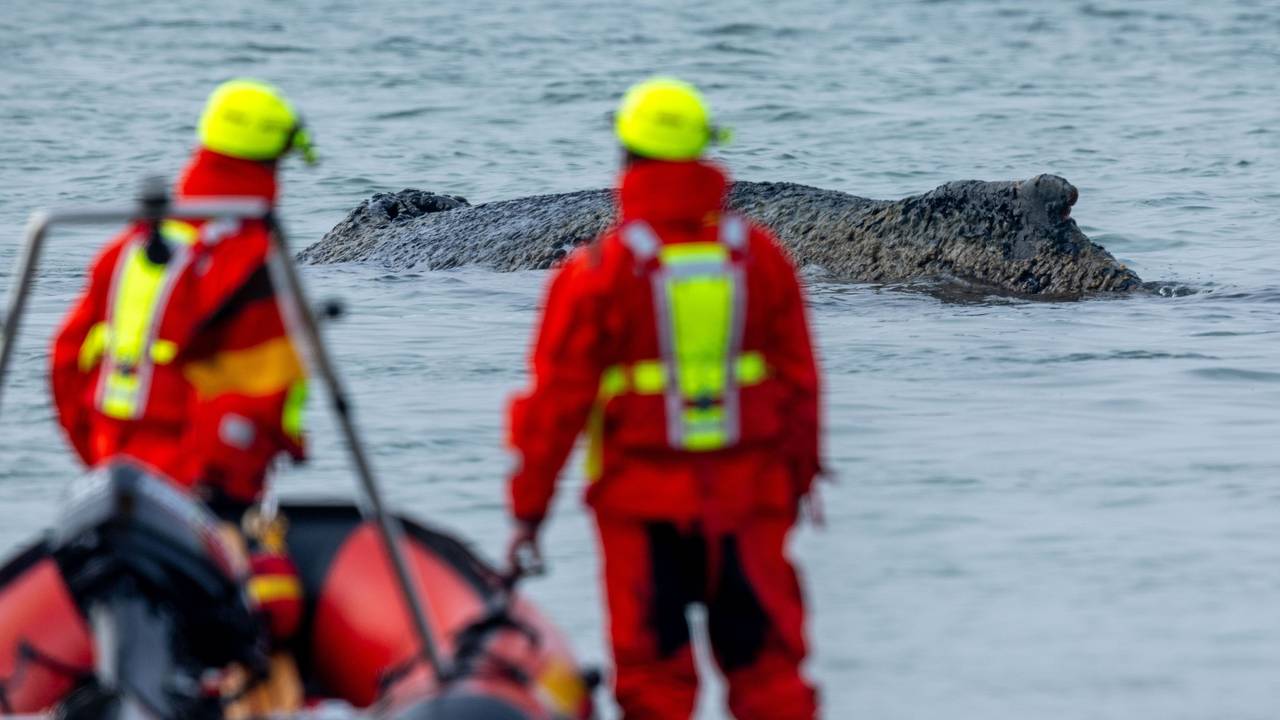Rettungskräfte beobachten vom Strand aus einen Wal der an der Ostseeküste gestrandet ist. Die Polizei hat das Gelände abgesperrt, um das Tier nicht zu beunruhigen. Die Rettung läuft seit den Morgenstunden.