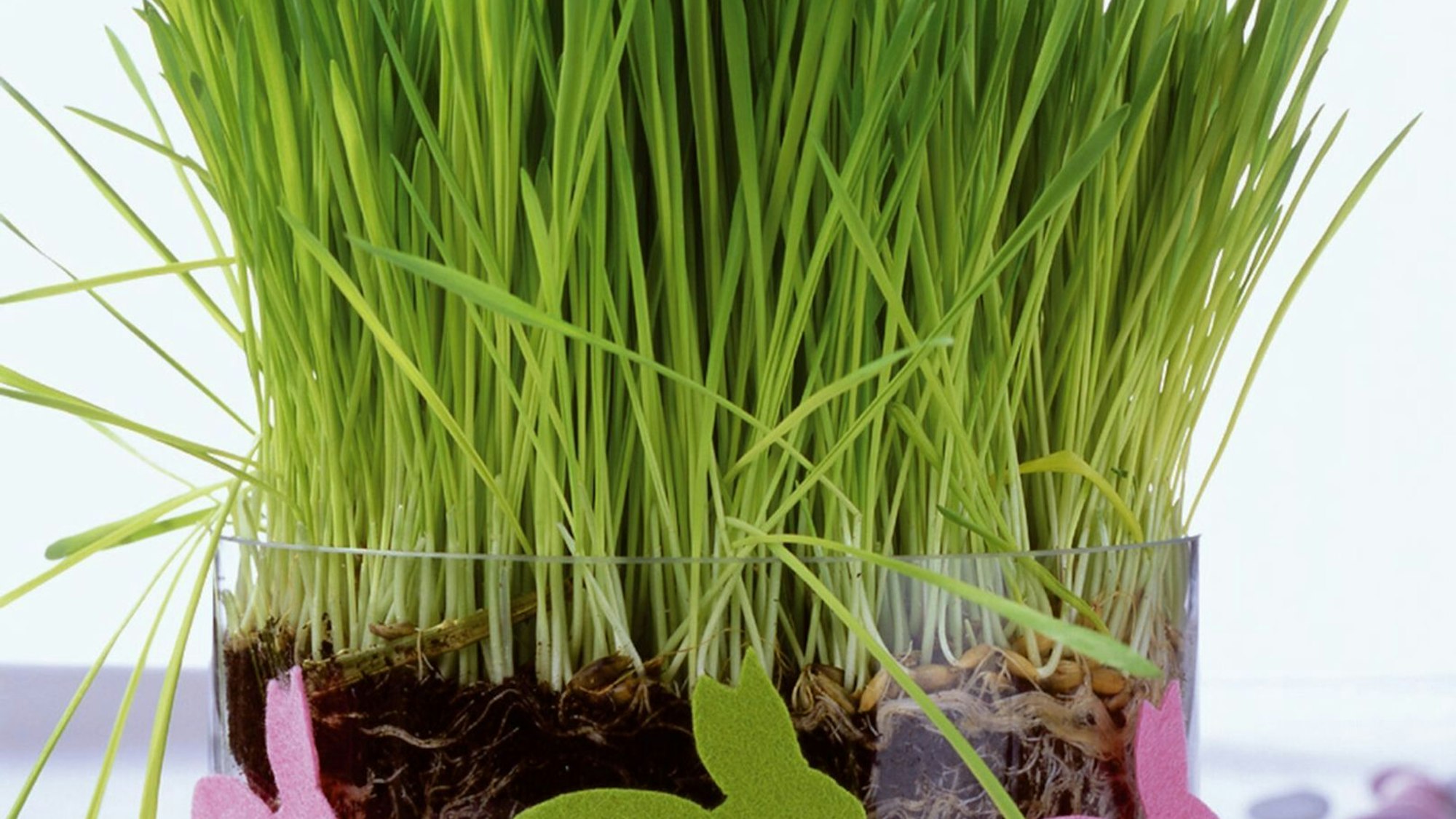 Ostergras in einer Schale