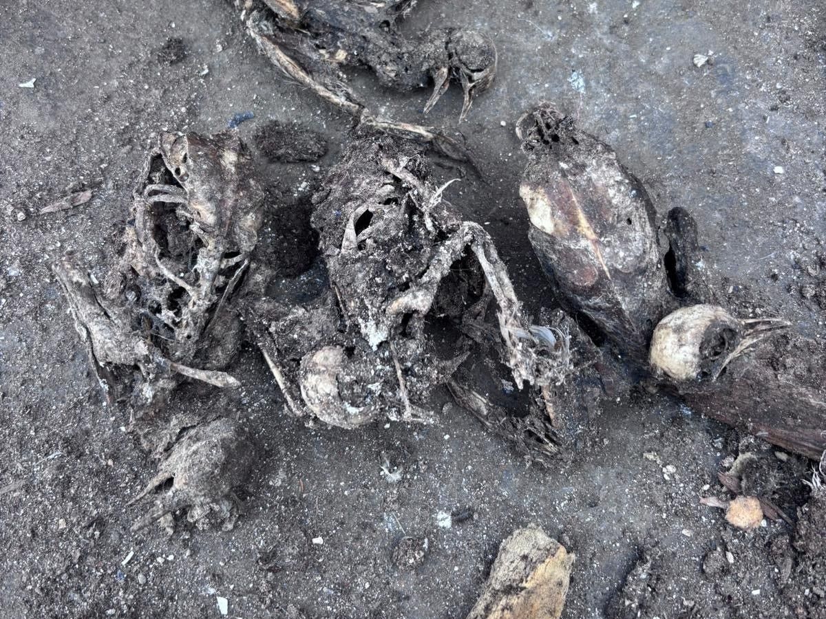 Skelettierte Tauben liegen auf einem schmutzigen Untergrund.