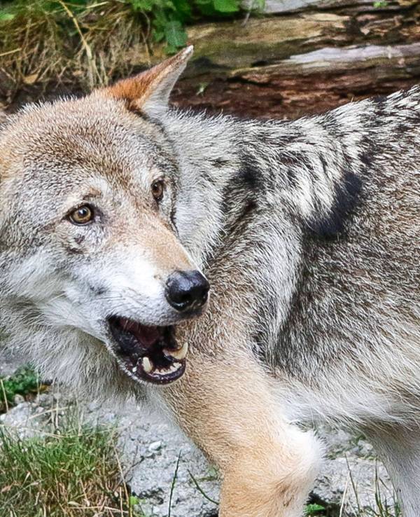 Ein Wolf in einem Gehege