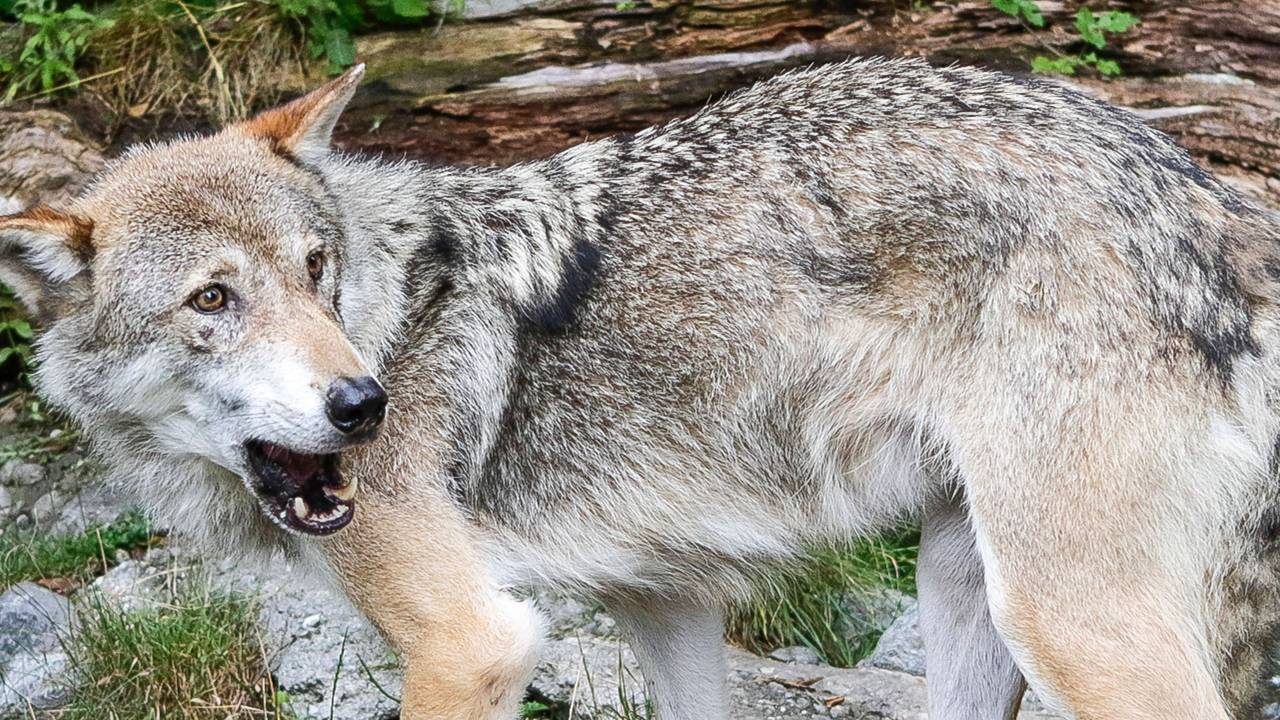 Ein Wolf in einem Gehege