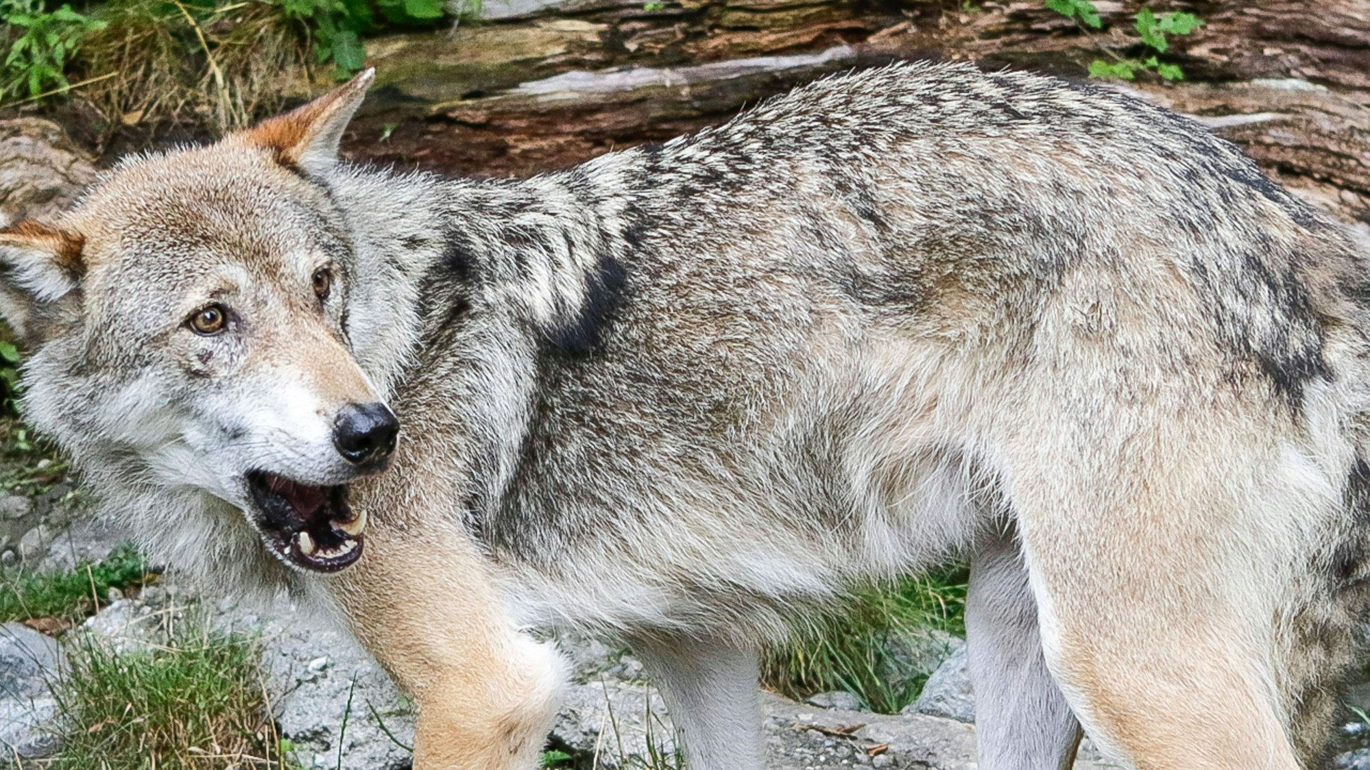 Ein Wolf in einem Gehege