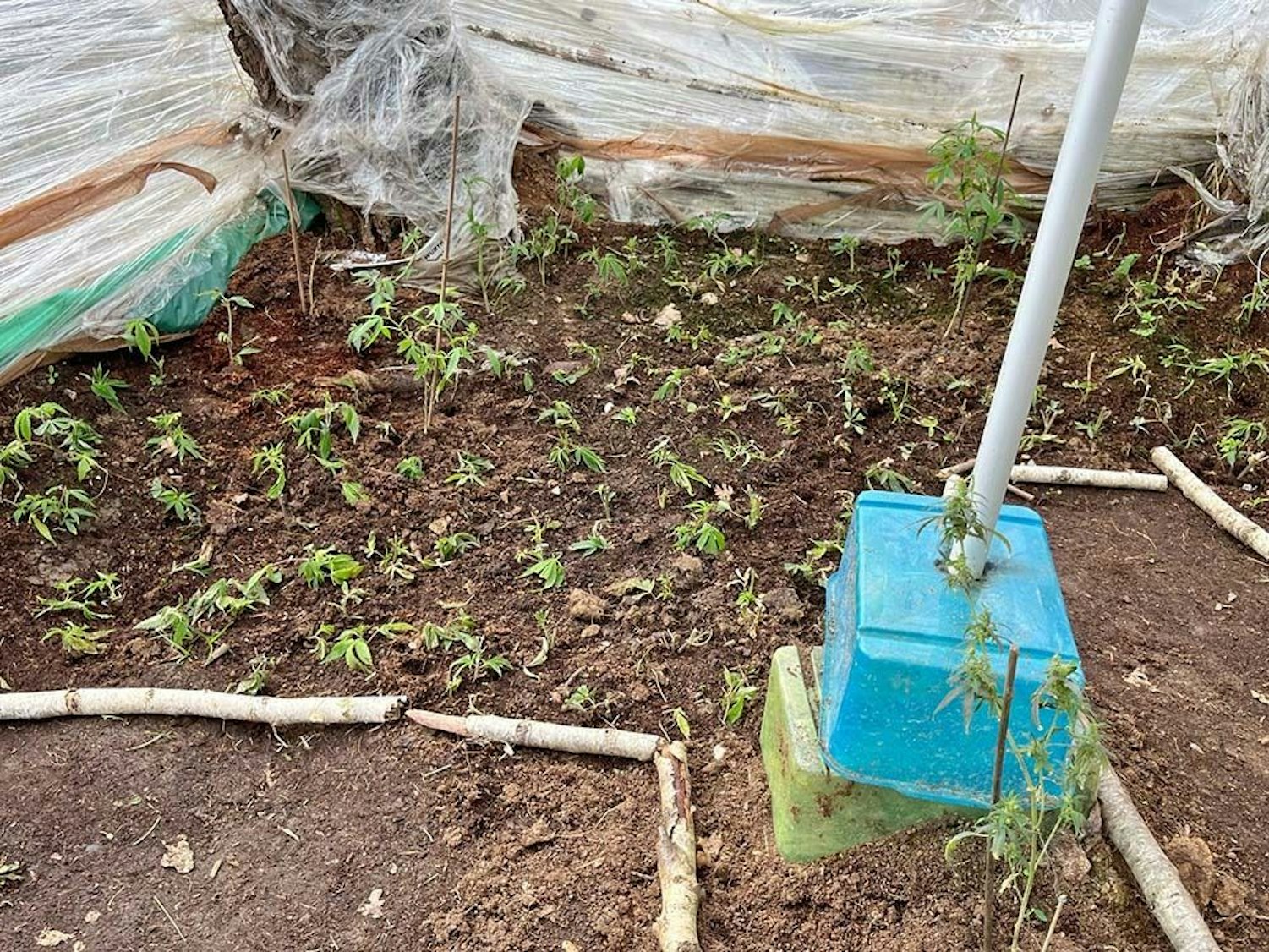 Cannabisplantage in Waldgebiet gefunden - Zeugensuche