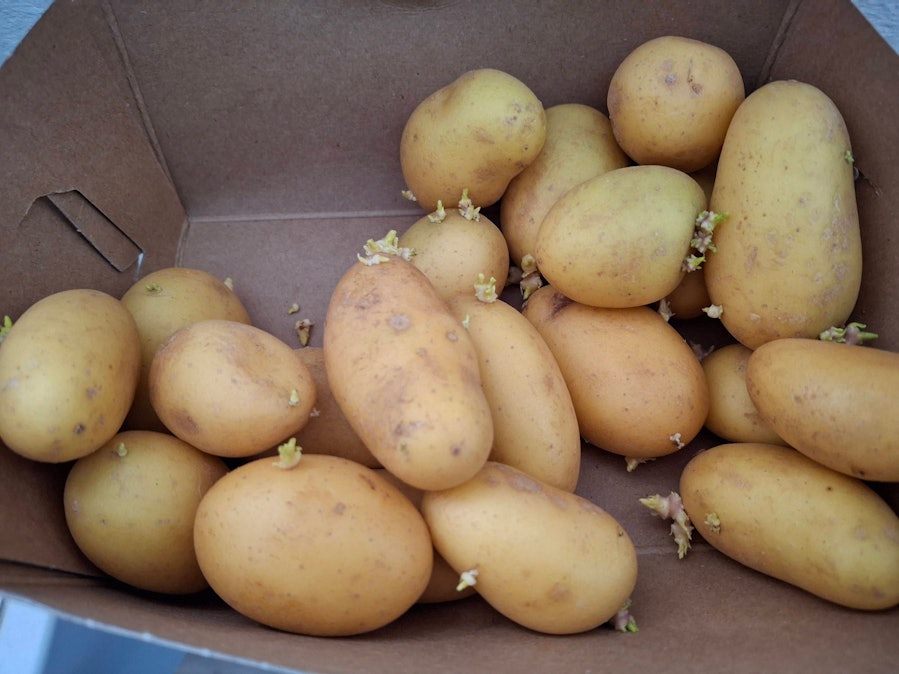 Kartoffeln in einem Karton