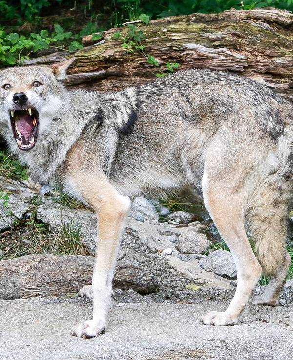 Wolf im Zoo Innsbruck.