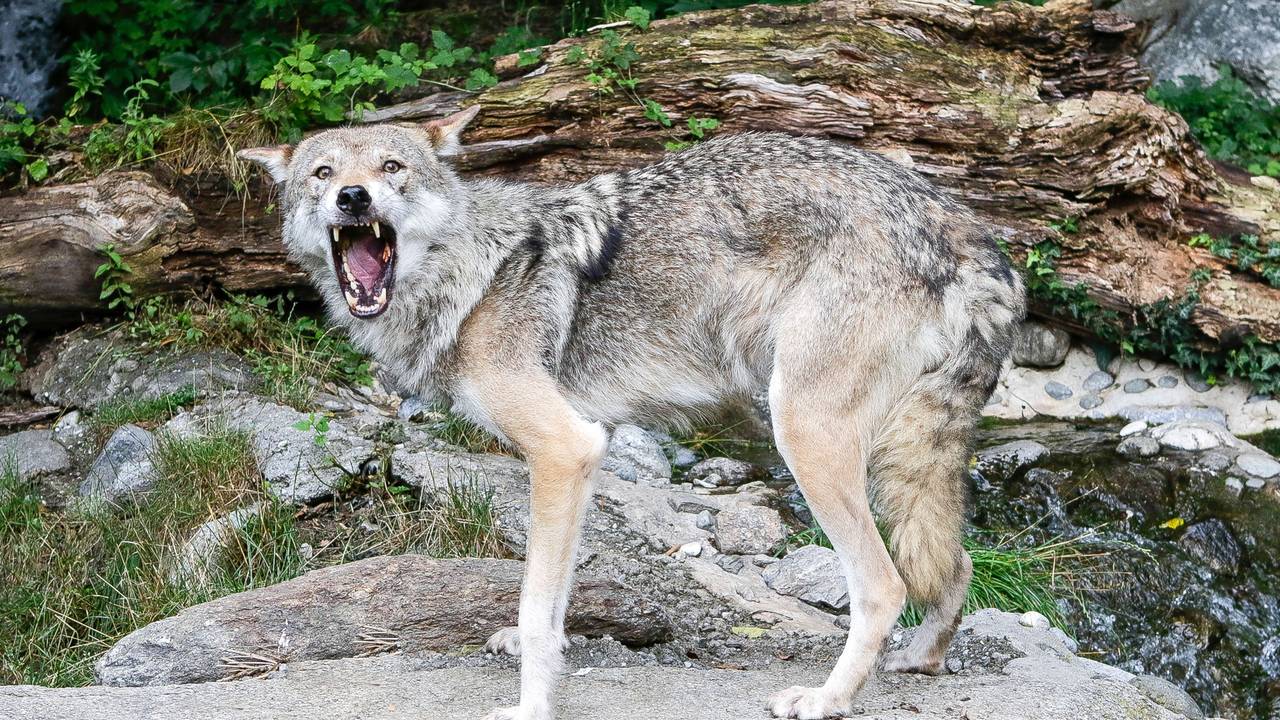 Wolf im Zoo Innsbruck.