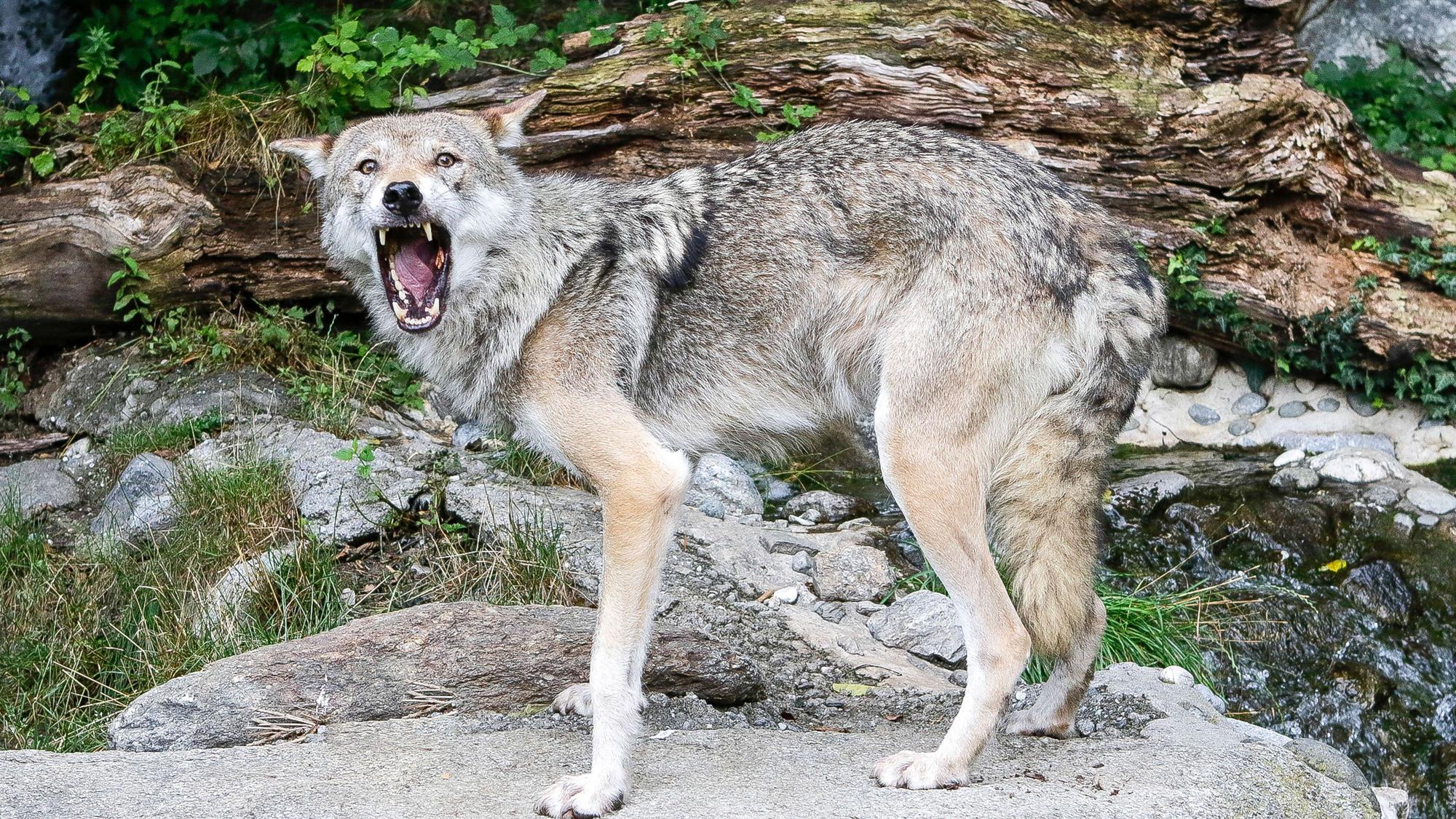 Wolf im Zoo Innsbruck.