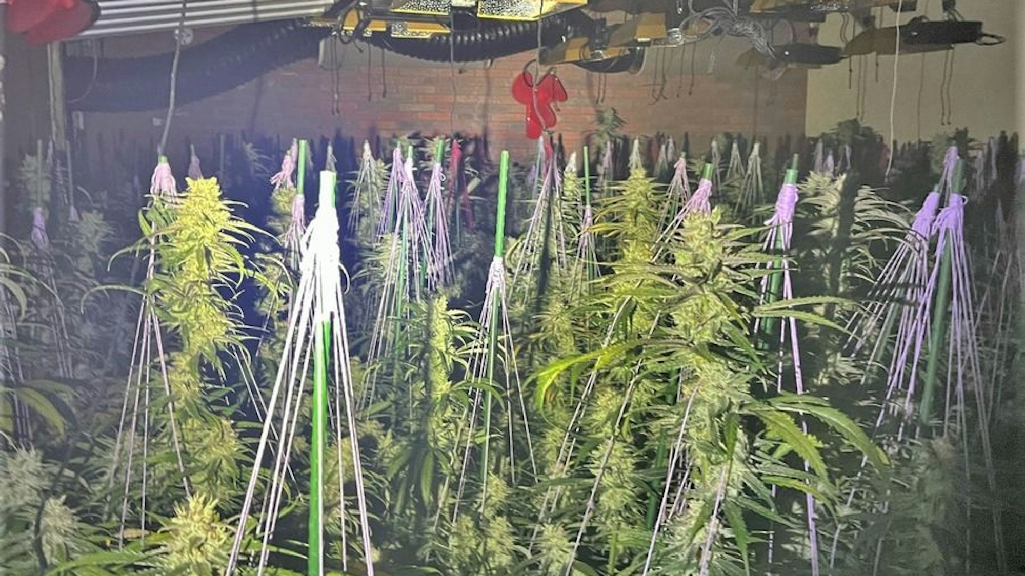 Cannabis-Plantage in Zons entdeckt.