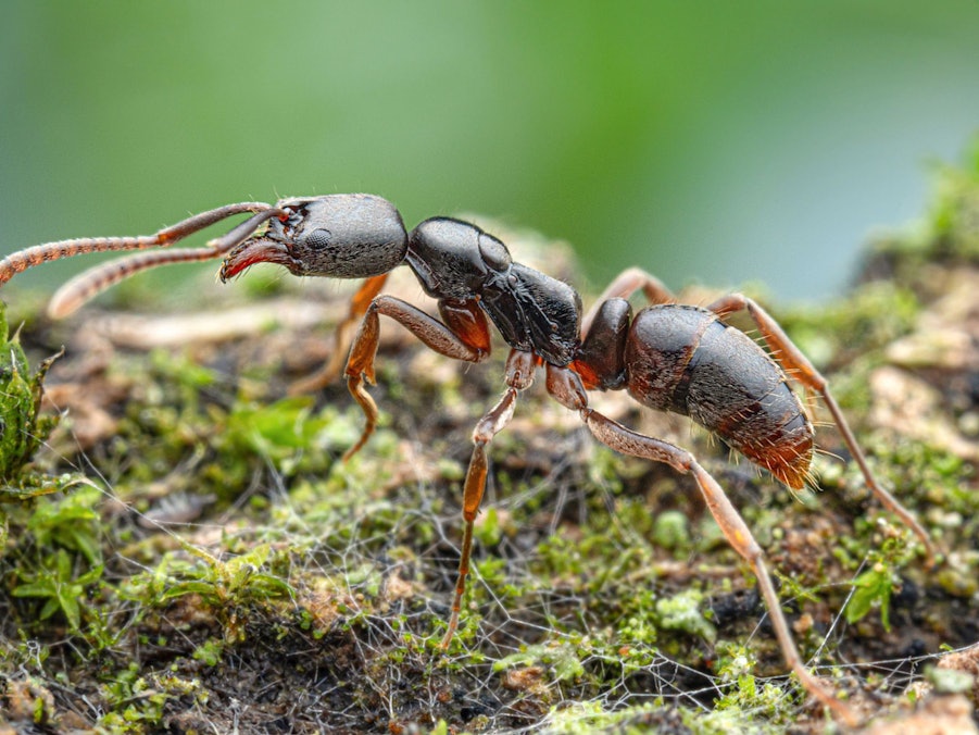 Gefährliche Ameisenart erstmals in Deutschland nachgewiesen