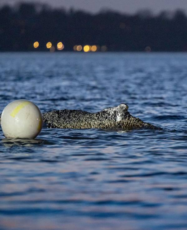 Ein Helfer befindet sich vor dem Buckelwal im Wasser.