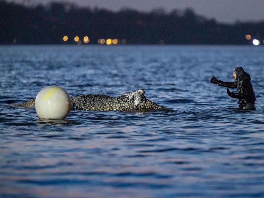 Ein Helfer befindet sich vor dem Buckelwal im Wasser.