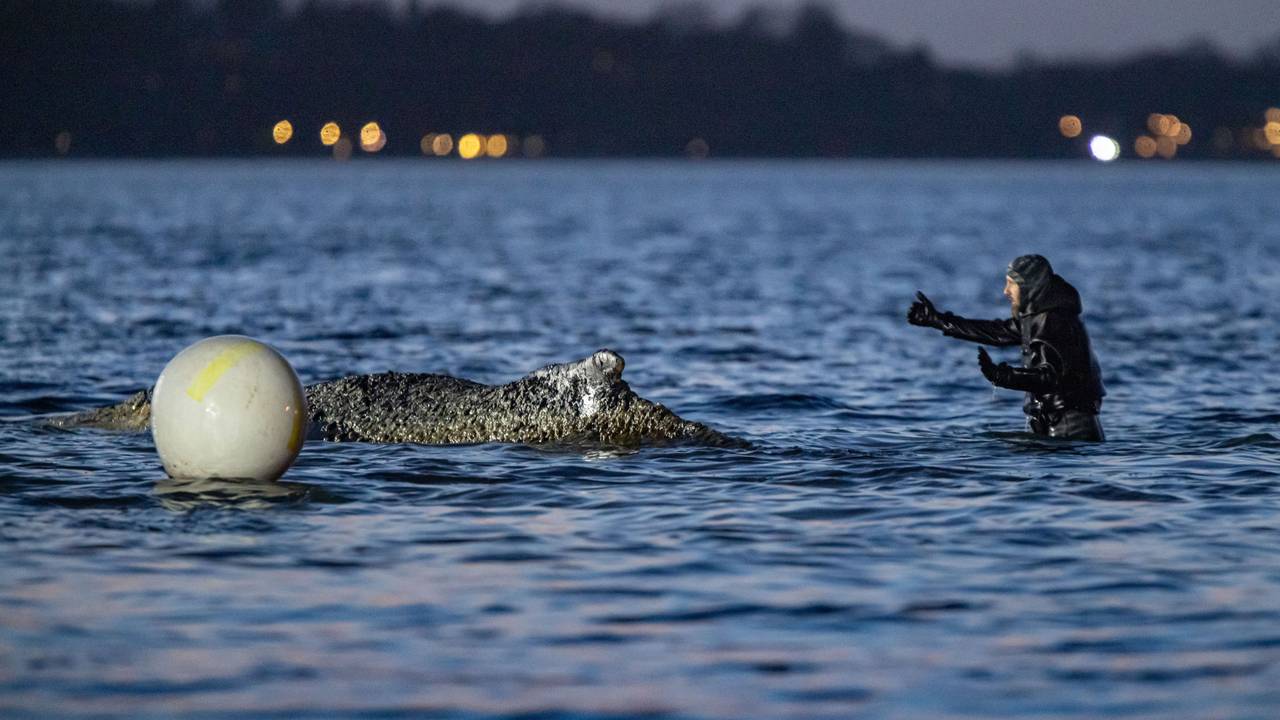 Ein Helfer befindet sich vor dem Buckelwal im Wasser.