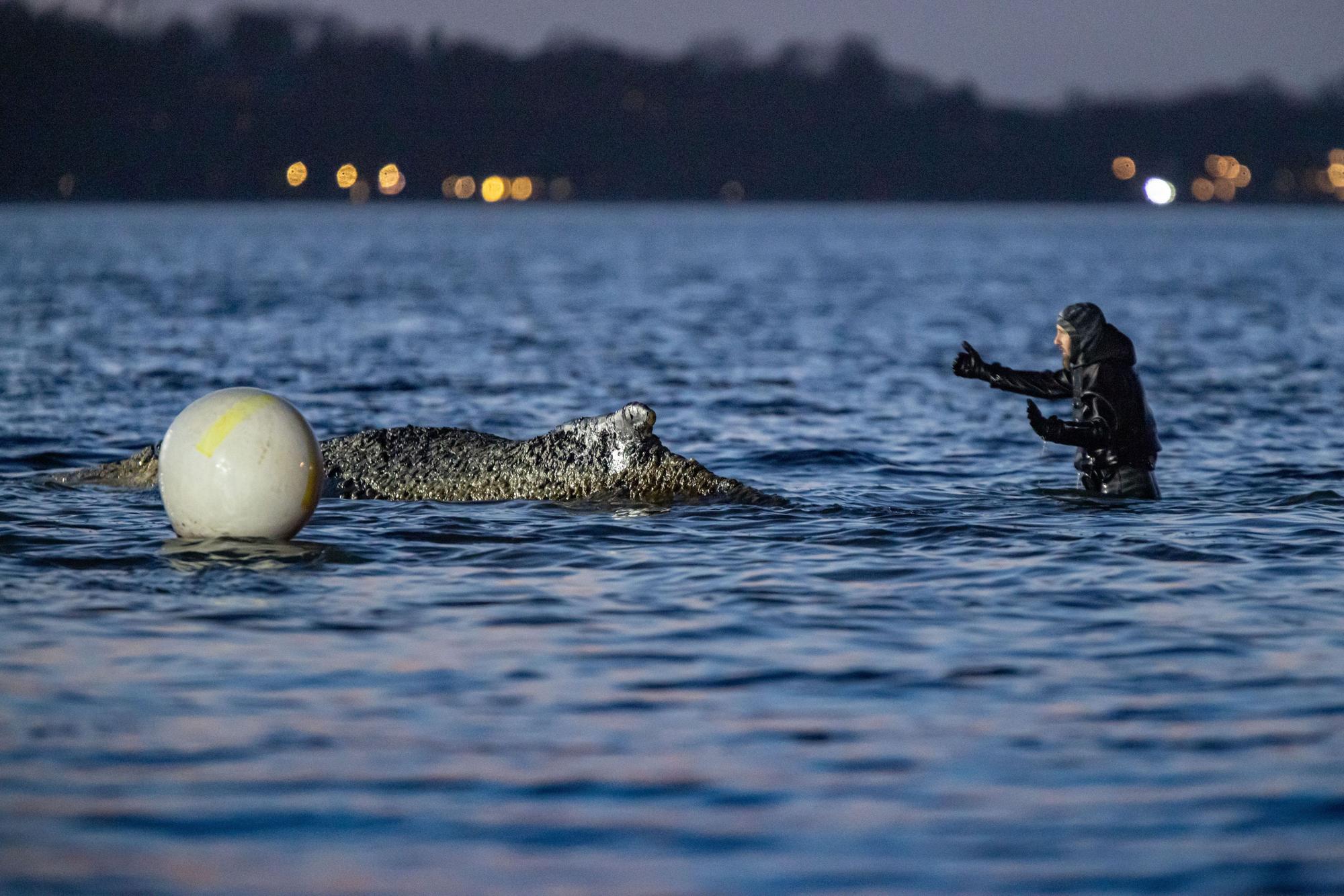Timmendorfer Strand: Ein Helfer weist am Donnerstag einen Bagger ein, der den Wal befreien soll.