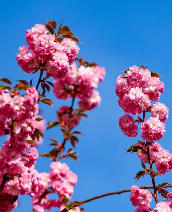 Kirschblüte in Bonn