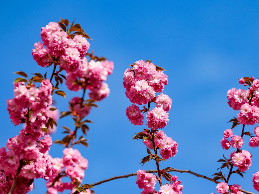 Kirschblüte in Bonn