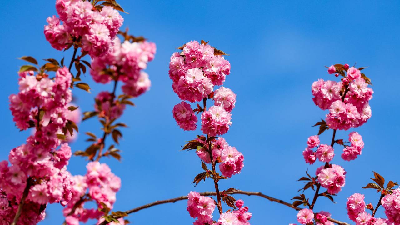 Kirschblüte in Bonn