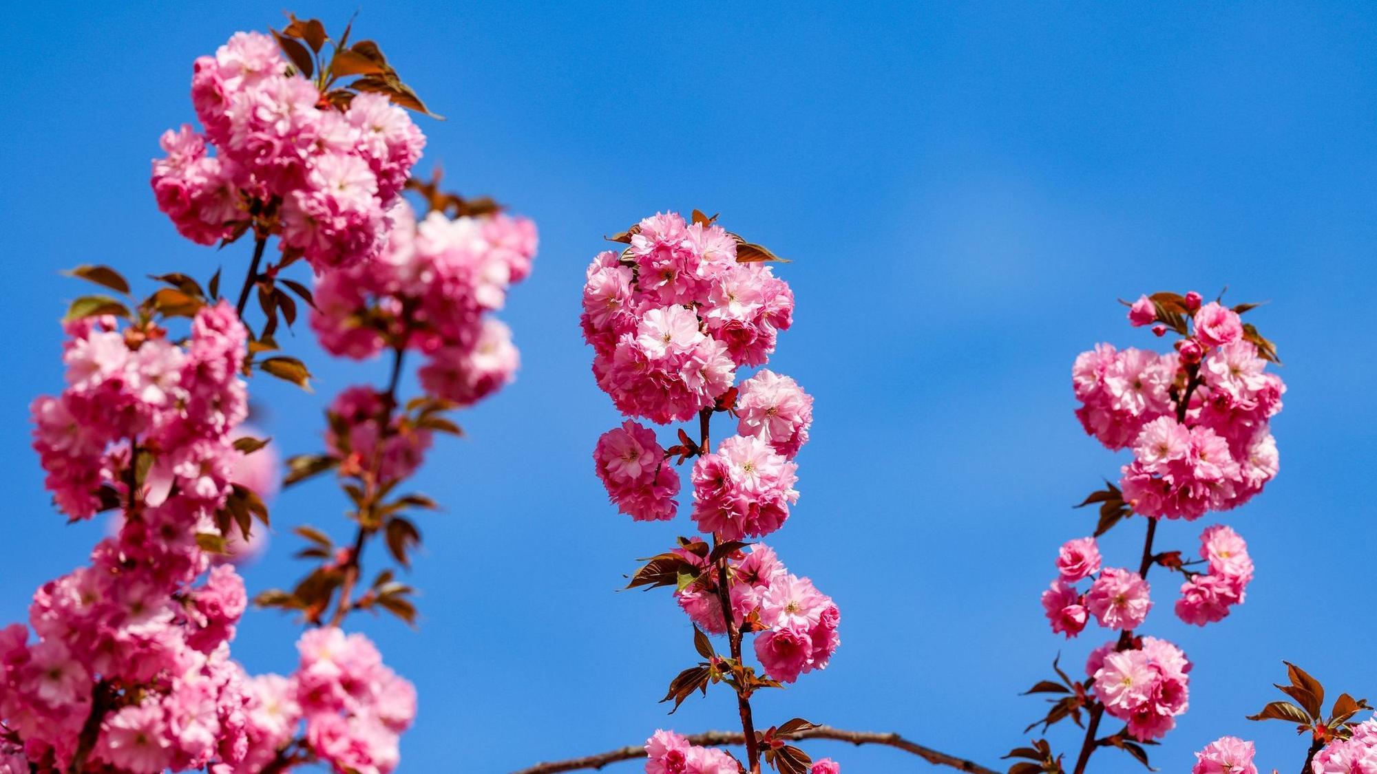 Kirschblüte in Bonn