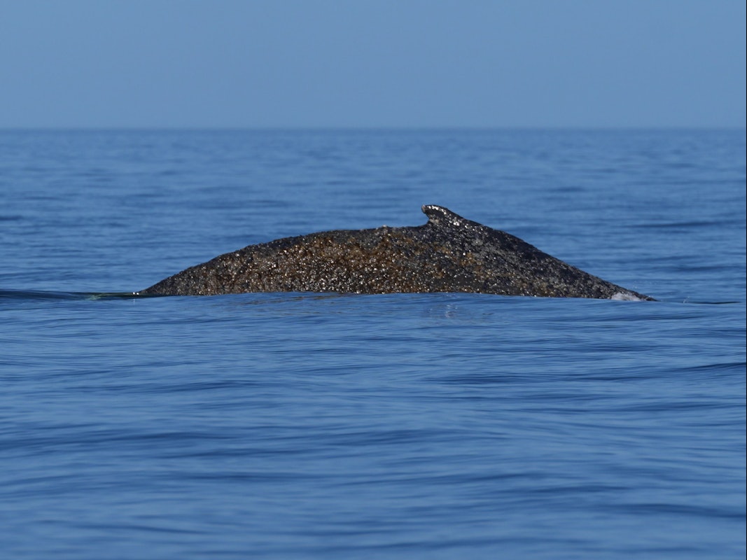 Timmendorfer Strand: Der Buckelwal schwimmt begleitet von Schlauchbooten am Freitag (27. März 2026) in der Ostsee.