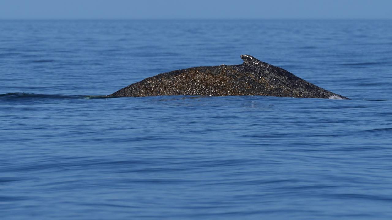 Timmendorfer Strand: Der Buckelwal schwimmt begleitet von Schlauchbooten am Freitag (27. März 2026) in der Ostsee.