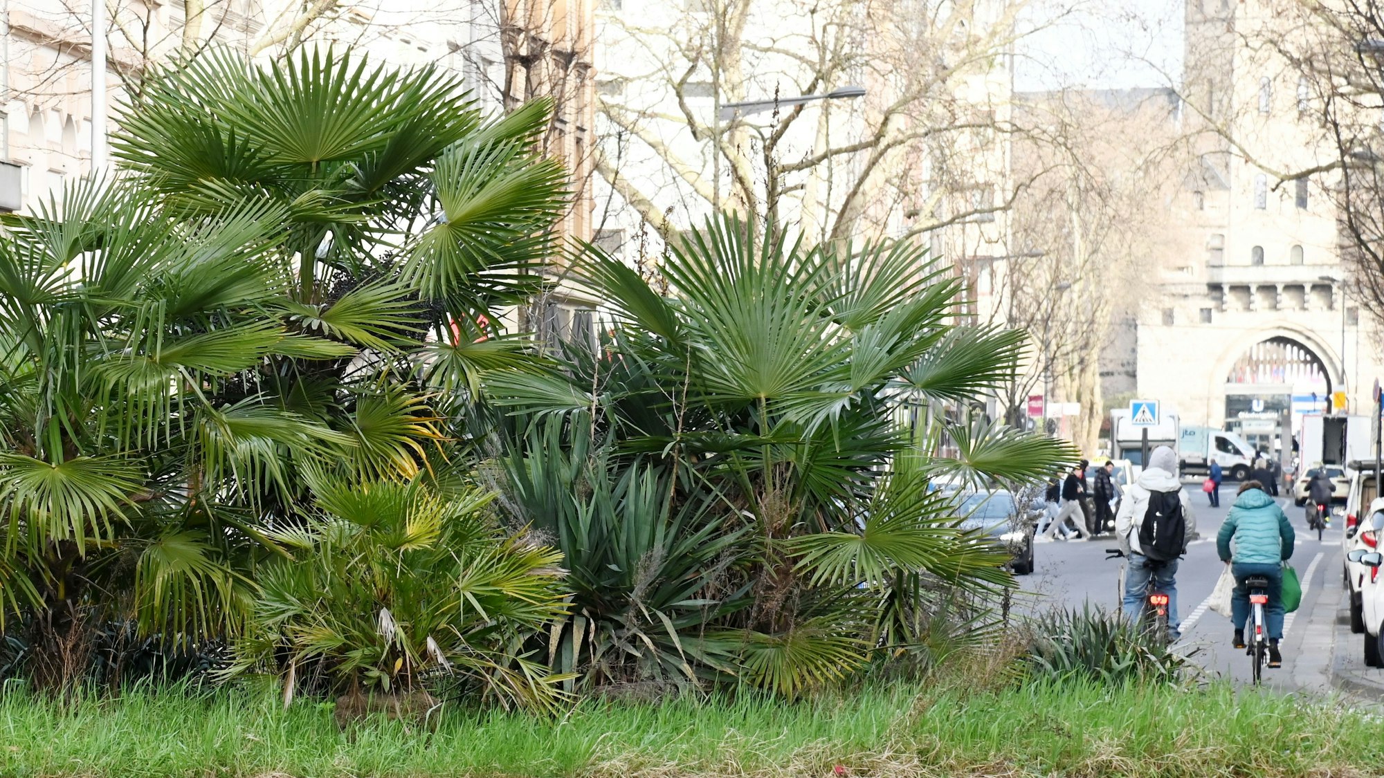 Palmen auf der Verkehrsinsel Bonner Straße/Teutoburger