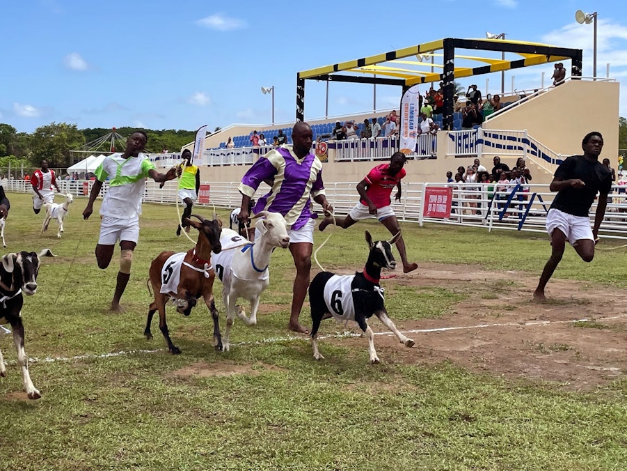 Ziegenrennen in Buccoo