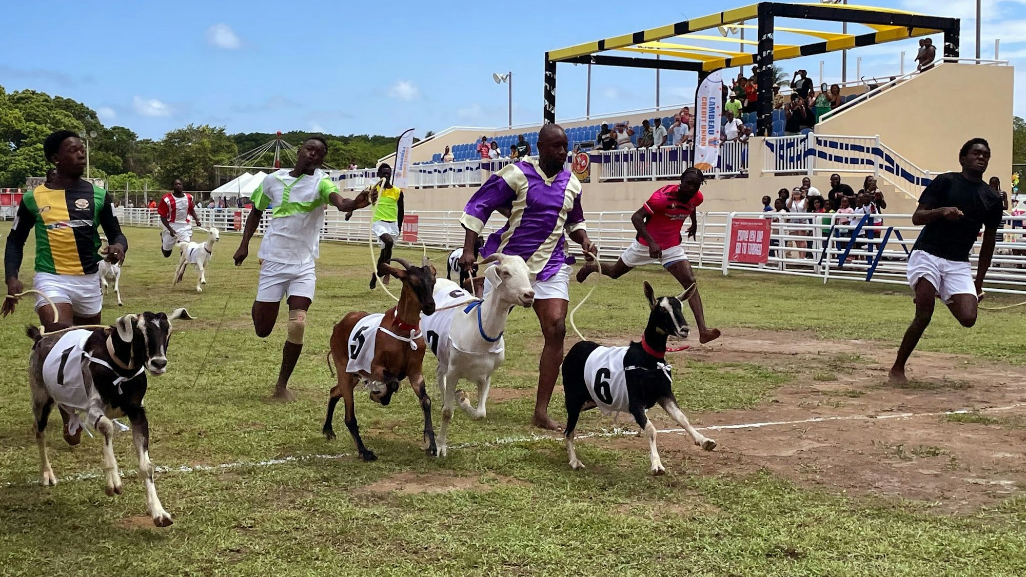 Ziegenrennen in Buccoo