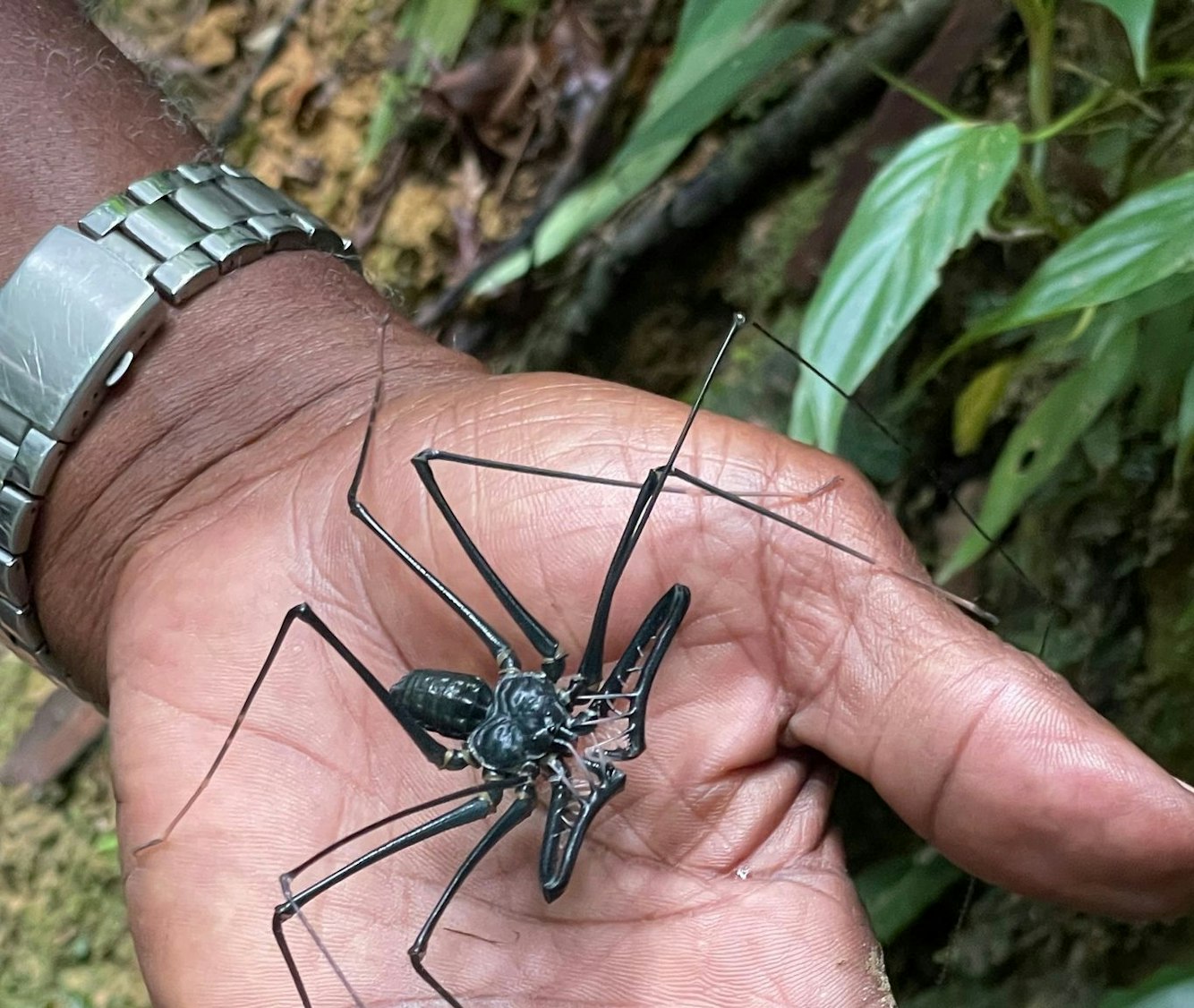 Naturguide Newton George zeigt eine Falltür-Spinne