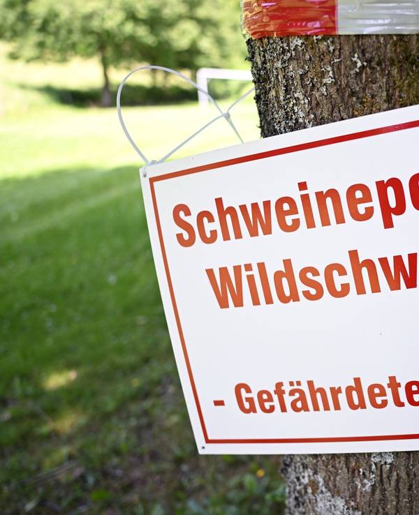 Afrikanische Schweinepest in Nordrhein-Westfalen