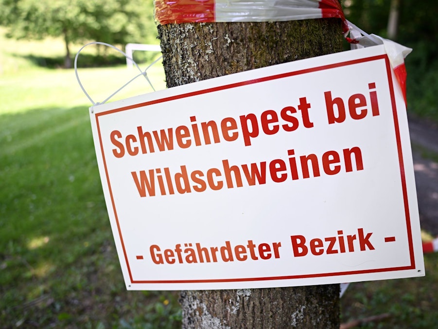 Afrikanische Schweinepest in Nordrhein-Westfalen