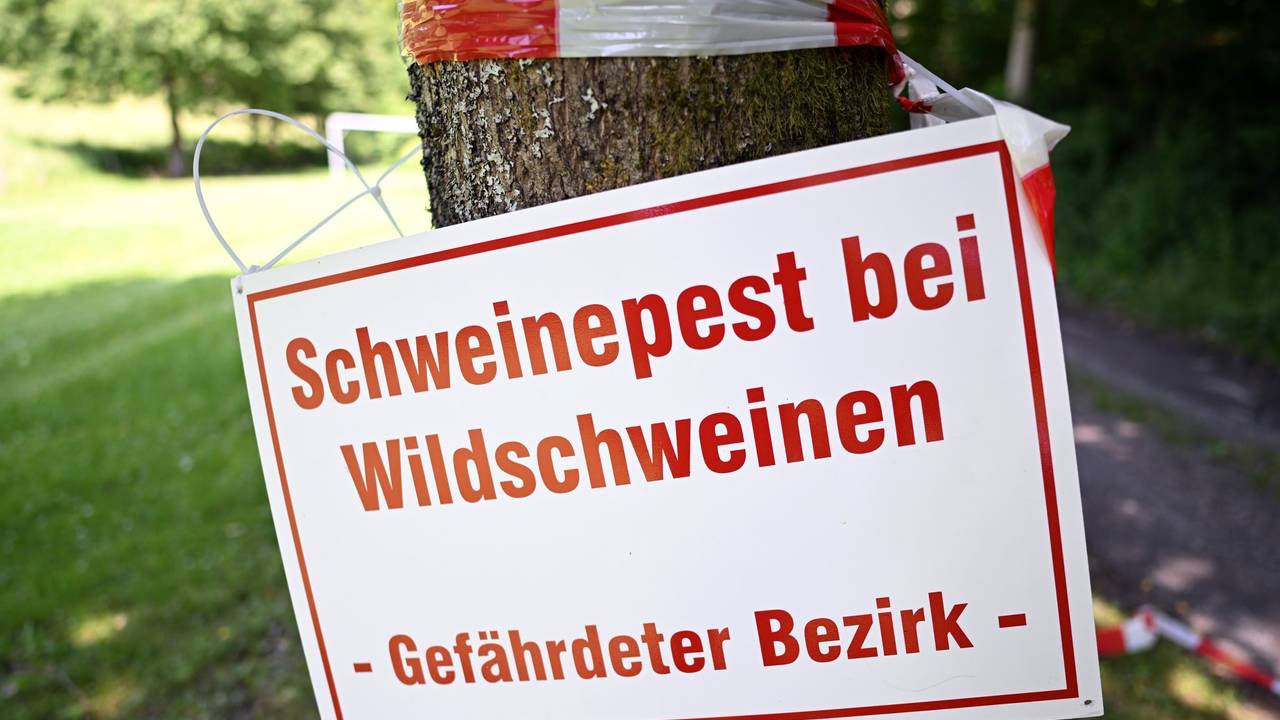 Afrikanische Schweinepest in Nordrhein-Westfalen