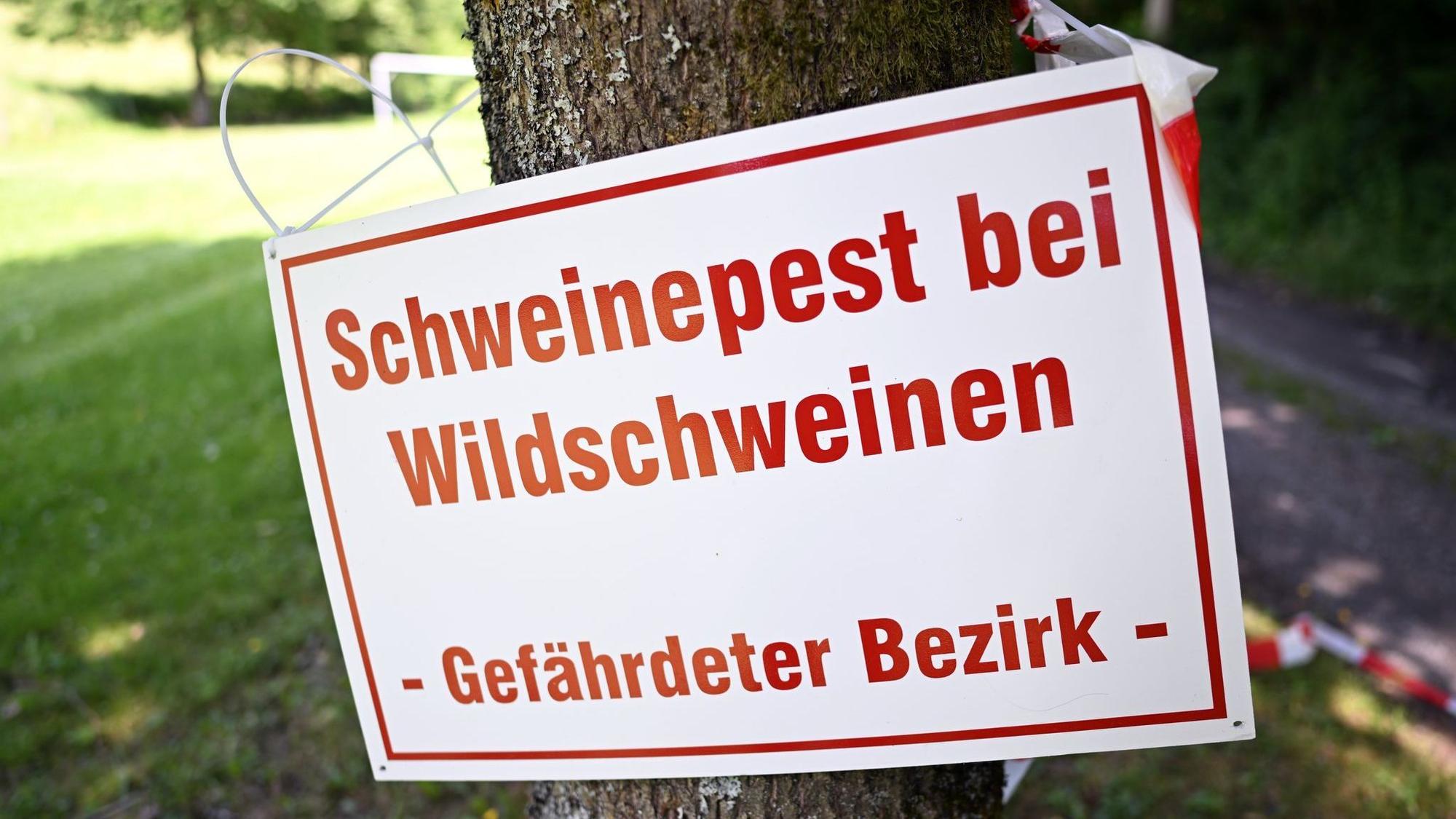 Afrikanische Schweinepest in Nordrhein-Westfalen
