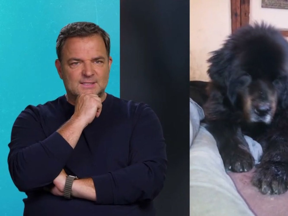 Martin Rütter bekommt eine traurige Nachricht zu Hütehund Bruno. (Bild: RTL)