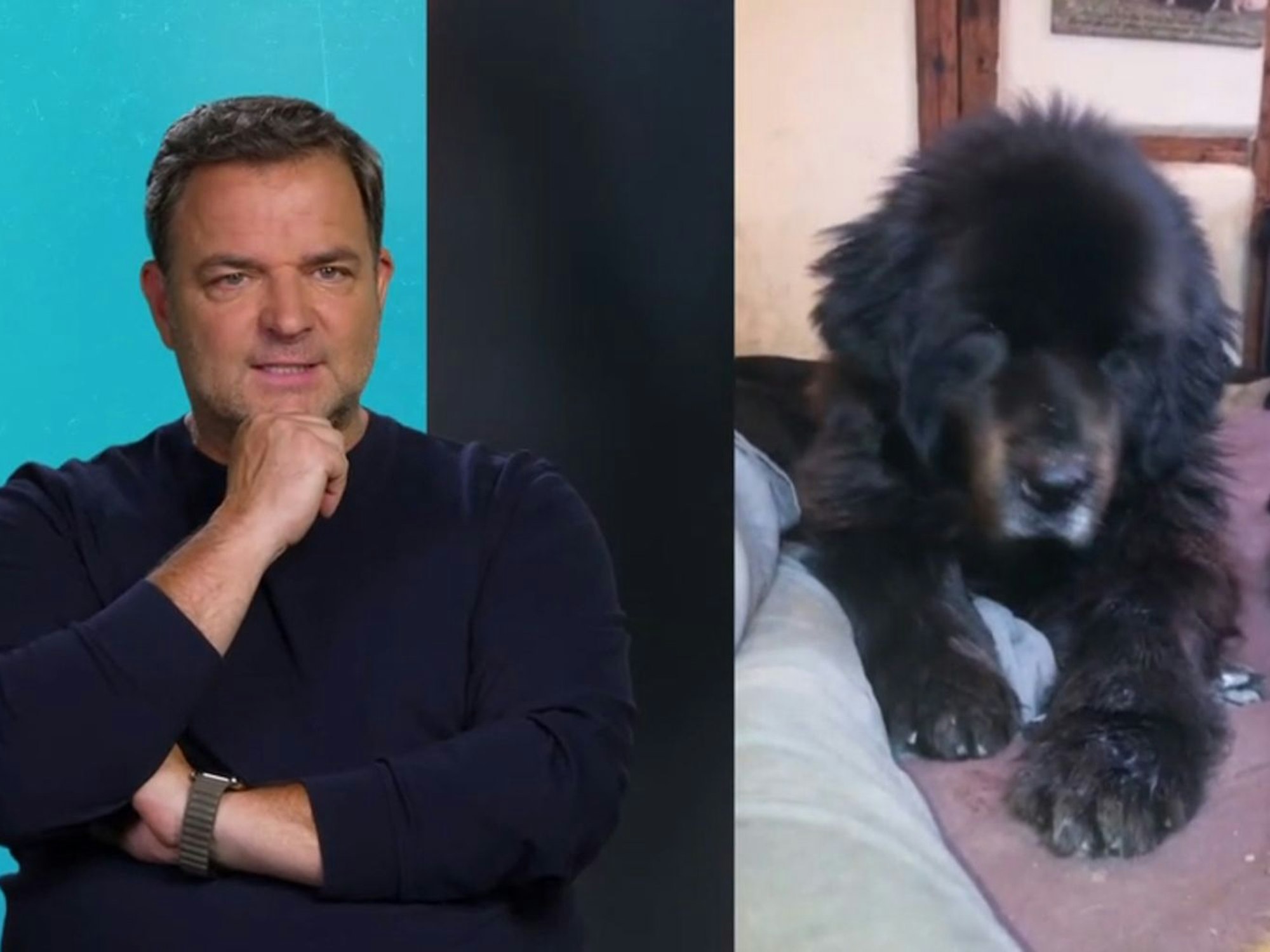 Martin Rütter bekommt eine traurige Nachricht zu Hütehund Bruno. (Bild: RTL)