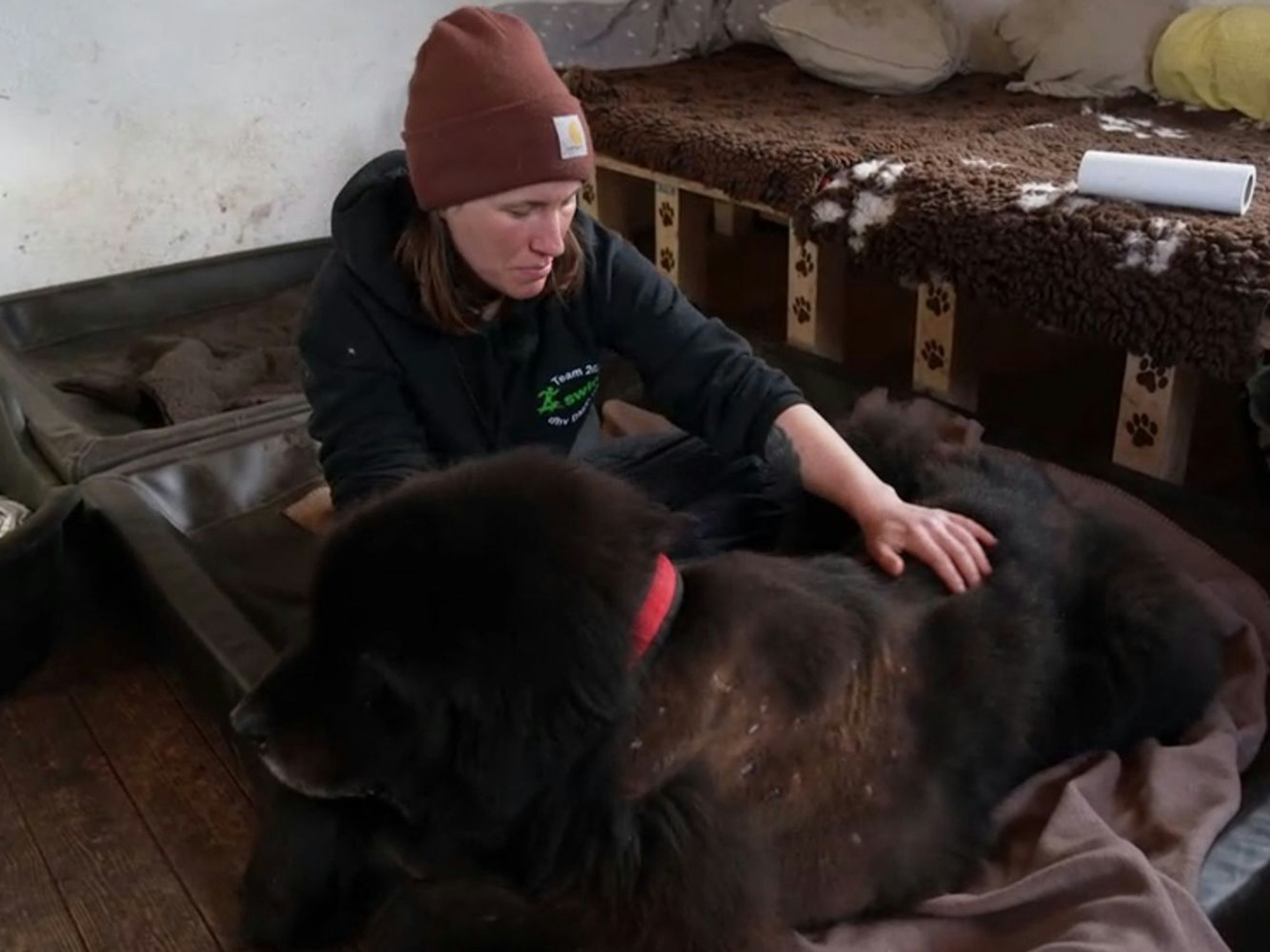 Kurz nach der Vermittlung wird der zwölfjährige Rüde schwer krank. (Bild: RTL)