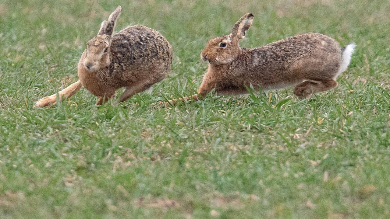 Hasen auf dem Acker