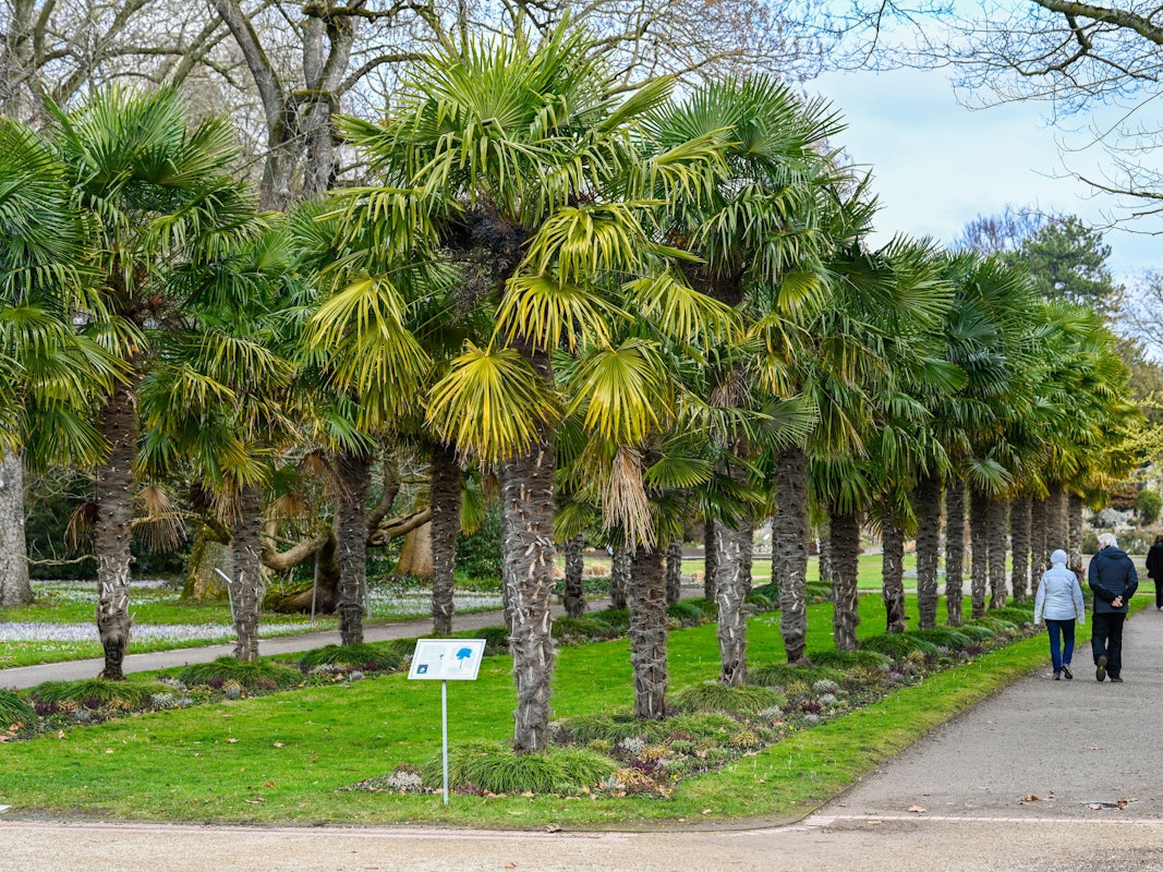 Die Palmenallee gehört zu den exotischen Attraktionen im Botanischen Garten.