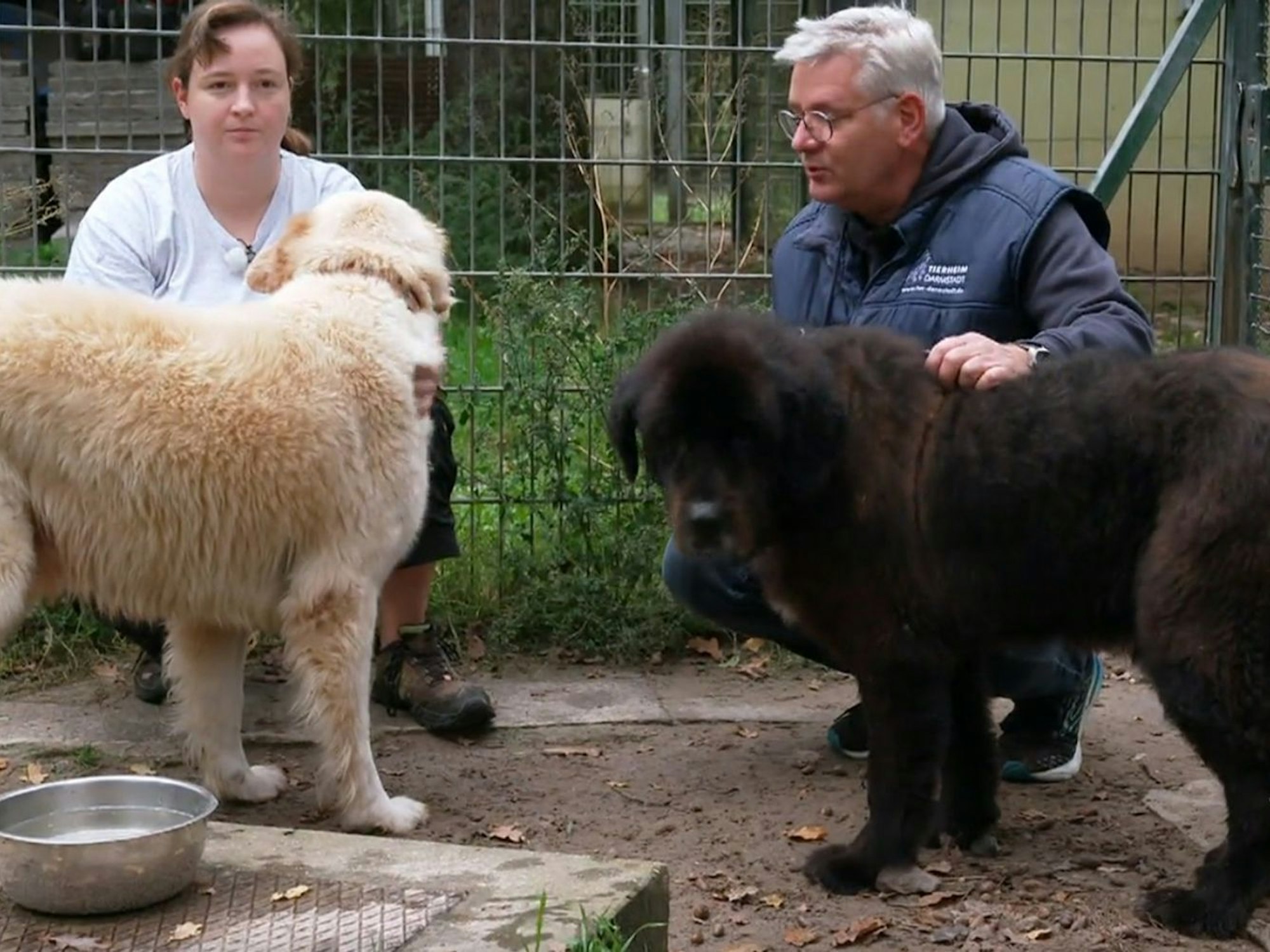 Das Tierheim Darmstadt hatte Bruno und Hundekumpel Willi zuvor völlig verwahrlost aufgenommen. (Bild: RTL)