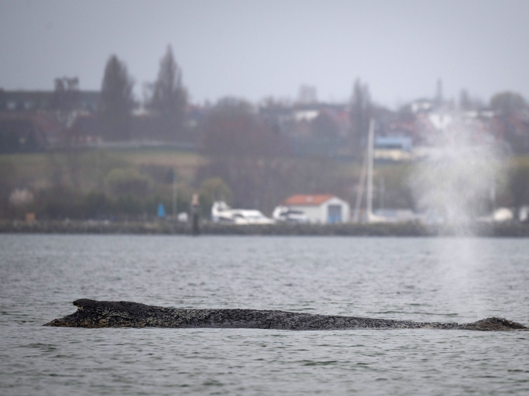 Der Wal liegt auf einer Sandbank in der Wismarer Bucht.