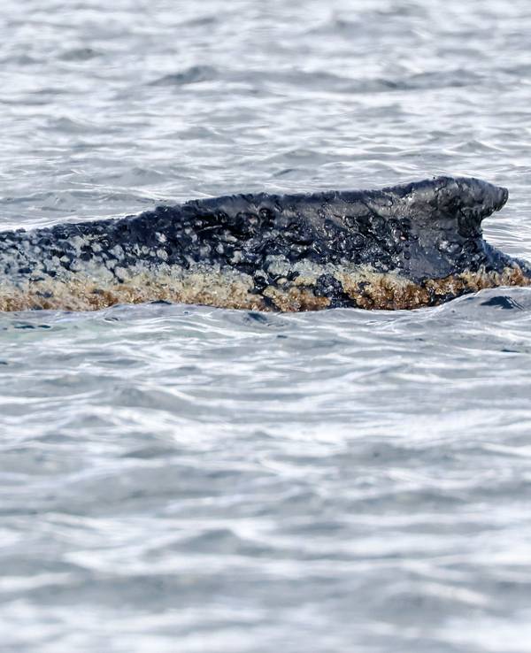 Buckelwal „Timmy“ schwimmt in der Ostsee.