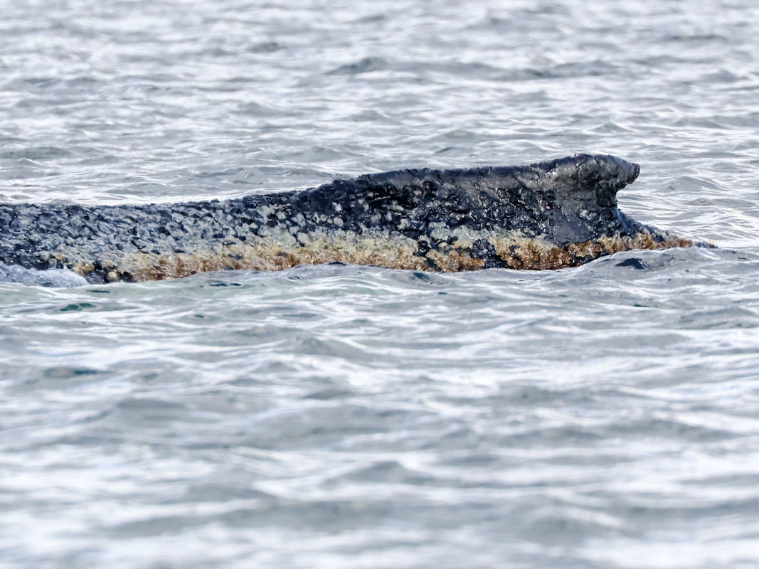 Buckelwal „Timmy“ schwimmt in der Ostsee.
