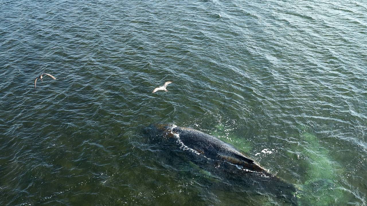 Blick von oben auf den Buckelwal in der Ostsee.