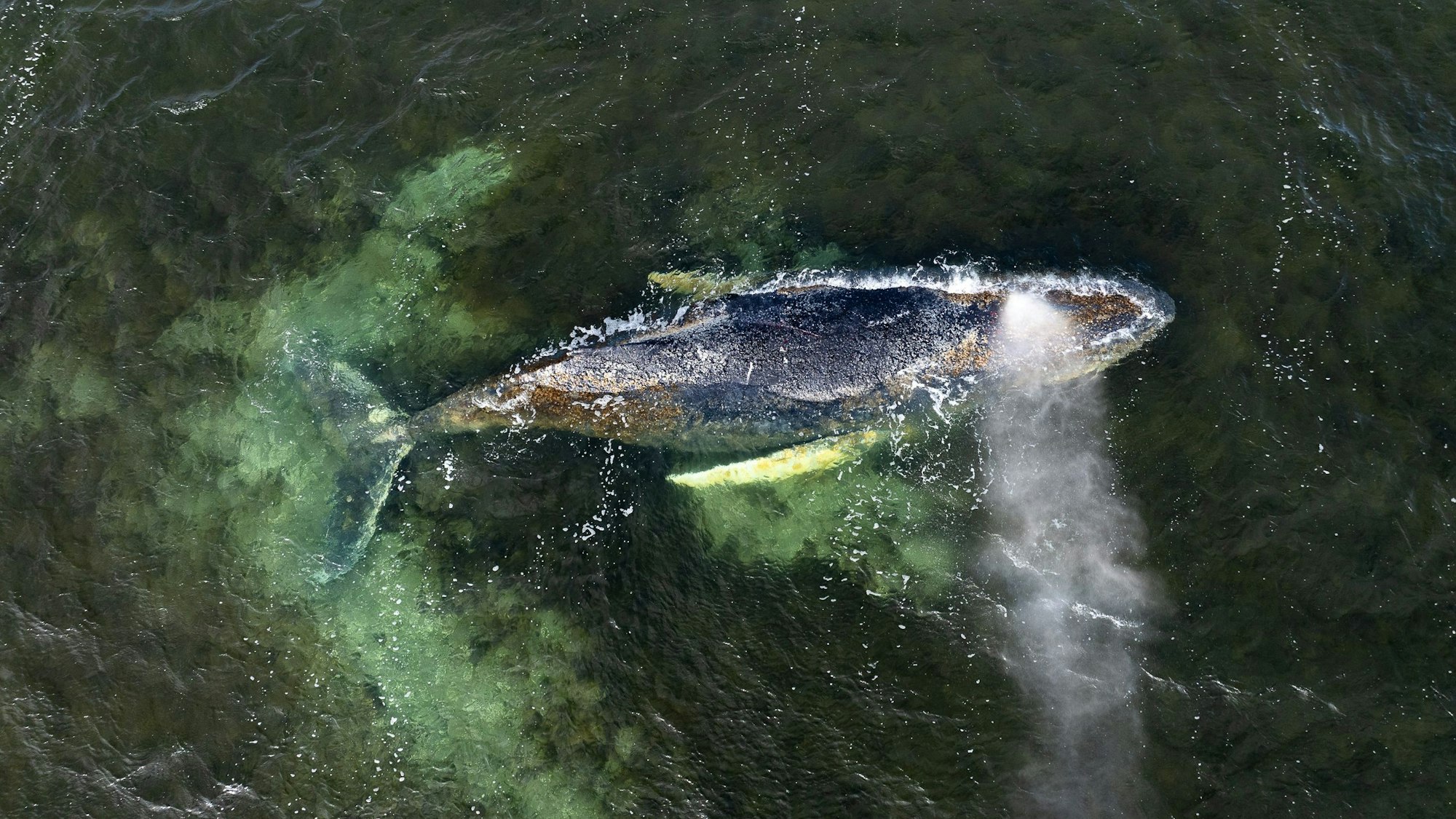 Luftaufnahme von Buckelwal Timmy im Wasser.
