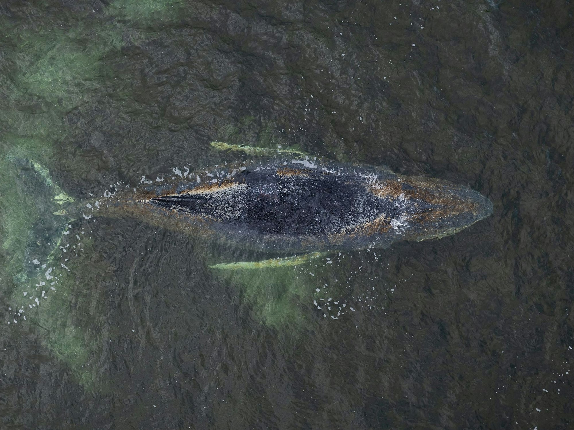 Eine Drohnenaufnahme herausgegeben von Greenpeace zeigt den Buckelwal in der Wismarbucht.