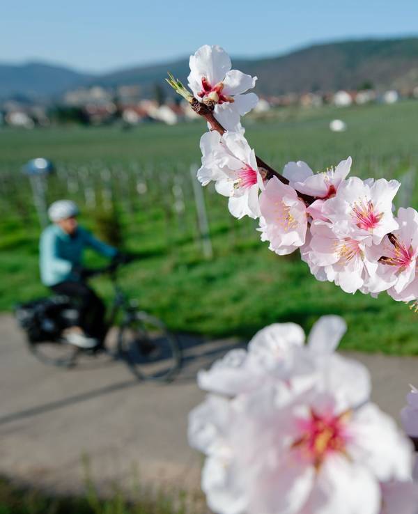 Mandelblüte - März-Bilanz DWD
